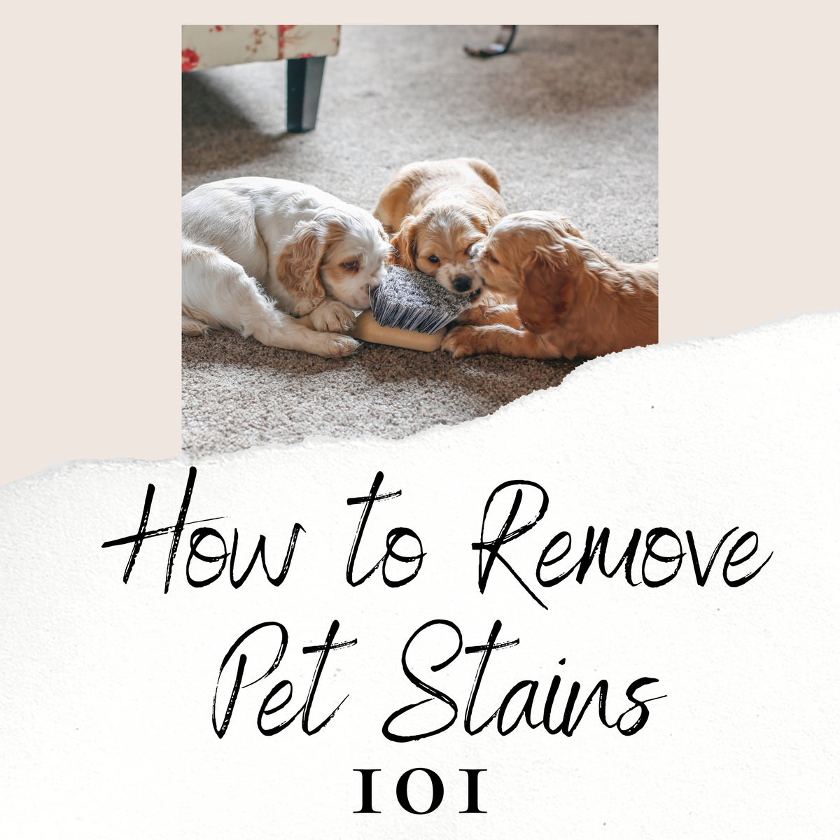 How to remove Pet Stains Don Aslett